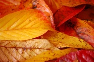 秋天黄色落叶图片