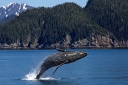 海洋中跳跃的鲸鱼图片