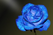 一朵蓝色玫瑰花图片