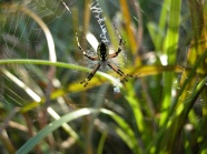 草丛蜘蛛结网图片