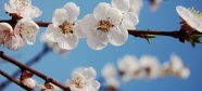 春天桃花高清图片