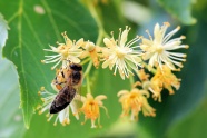 蜜蜂采蜂蜜高清图片