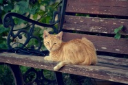 木椅上的小猫图片