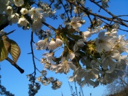 春天白色樱花唯美图片