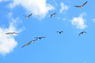 一群海鸥飞翔图片