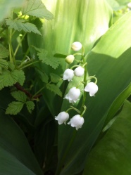 清新白色小花朵图片