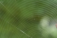 美丽蜘蛛网图片