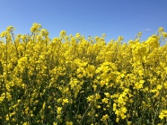 春天油菜花田高清图片