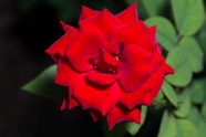 红色玫瑰花微距图片
