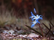 蓝色淡雅小花朵图片