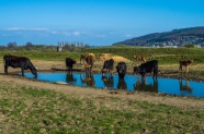 草原牛群风景图片