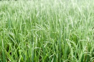 绿色水稻高清图片