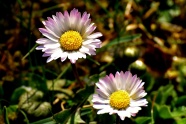 两朵淡雅野菊花图片