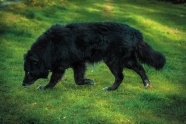 草地上黑色狗图片