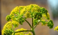 小茴香花图片