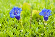 蓝色龙胆花图片