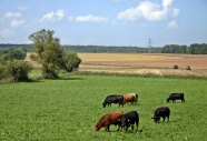 牛群吃草风景图片