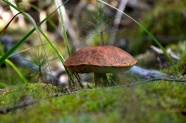 草地真菌蘑菇图片
