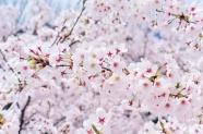 日本樱花盛开图片
