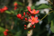 红色海棠花花枝图片
