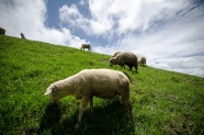 草原羊群吃草图片