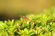 红蜻蜓休憩图片
