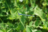 蓝色小蜻蜓图片