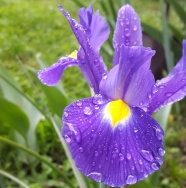 紫色鸢尾花开放图片