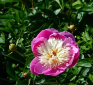 红粉牡丹花图片