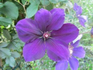 紫芙蓉图片