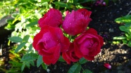 雨后红玫瑰图片