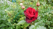 红色野玫瑰图片