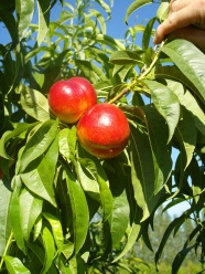 成熟的油桃图片