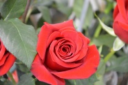 情人节漂亮红玫瑰图片
