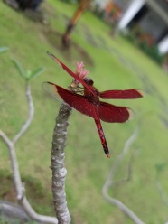 漂亮红蜻蜓摄影图片