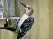 大斑啄木鸟高清图片