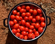红色小番茄图片
