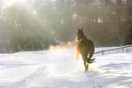 雪地里飞奔的骏马图片