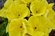 黄色兰花图片