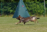 勇猛德国牧羊犬图片