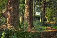 森林老树木图片