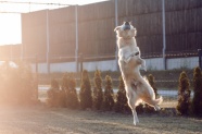 金毛猎犬高跳图片