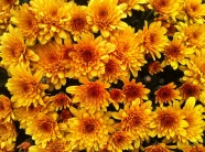 黄色菊花花朵图片