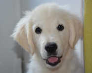 可爱白色金毛狗狗图片