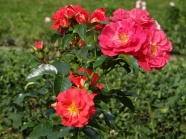花园盛开红色玫瑰花图片