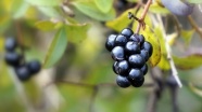 野生黑莓果图片