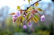 漂亮樱花枝摄影图片
