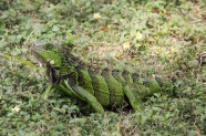 草丛绿色蜥蜴图片