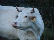 牧场白色奶牛图片