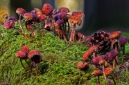 森林干蘑菇图片